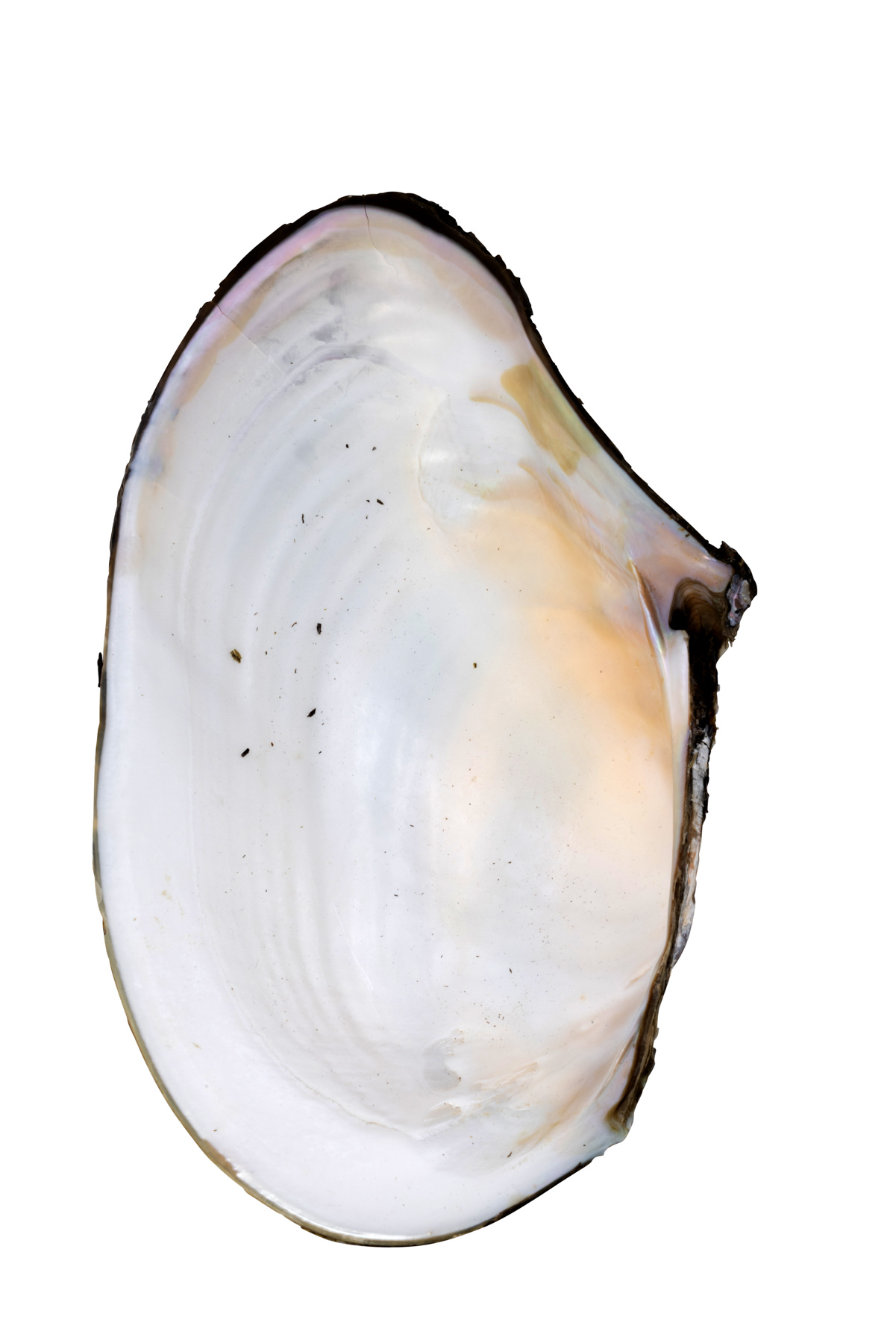 Eierlöffel Perlmutt, 8 cm